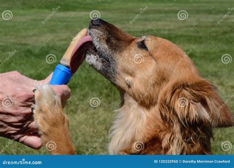 Woman fined $500 for filming dog lick peanut butter from her crotch